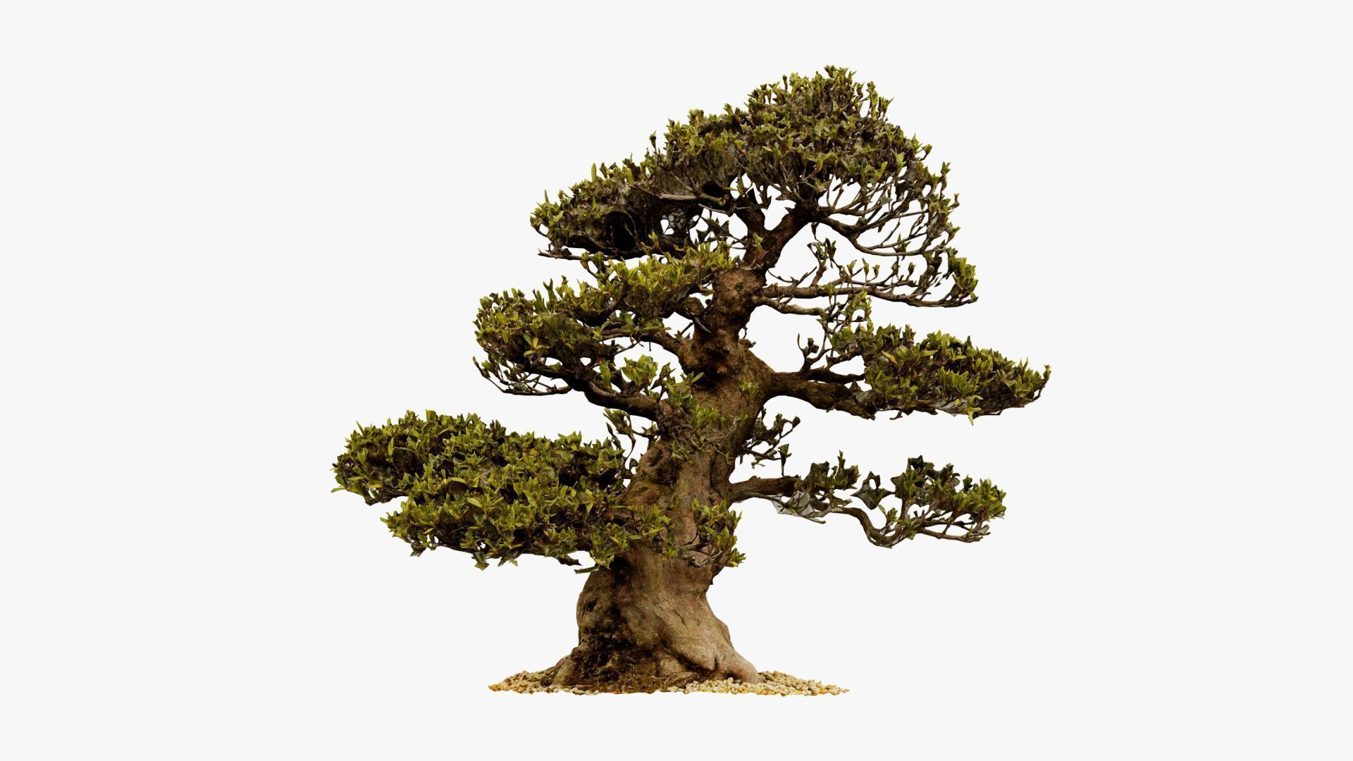 Enchanted Big Tree 4 3D model_7
