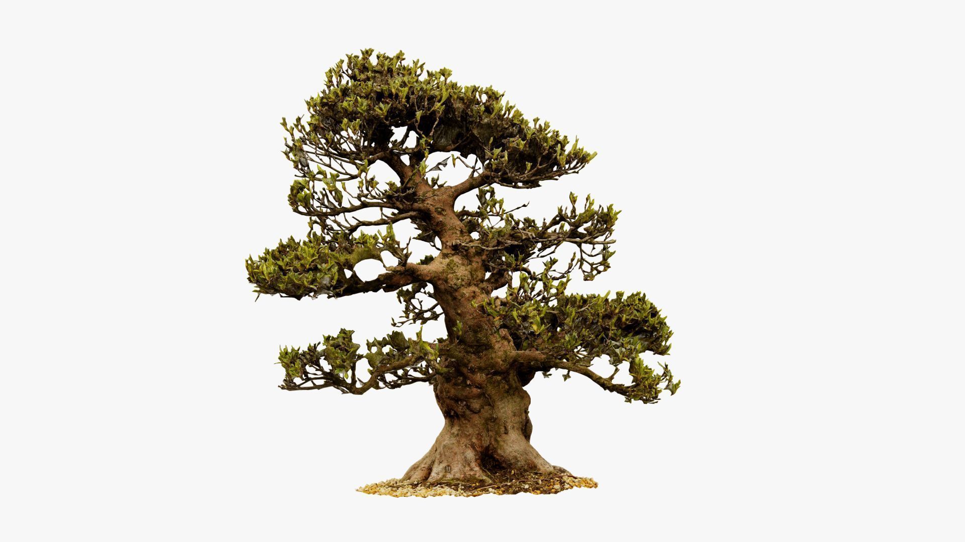 Enchanted Big Tree 4 3D model_14
