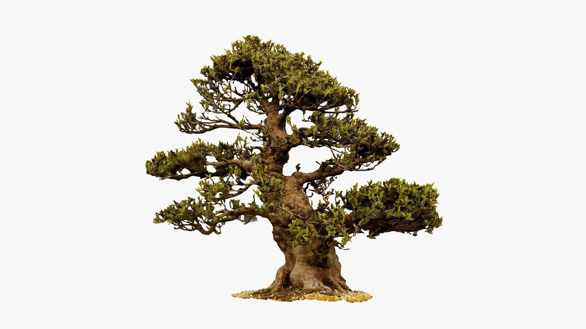 Enchanted Big Tree 4 3D model_12