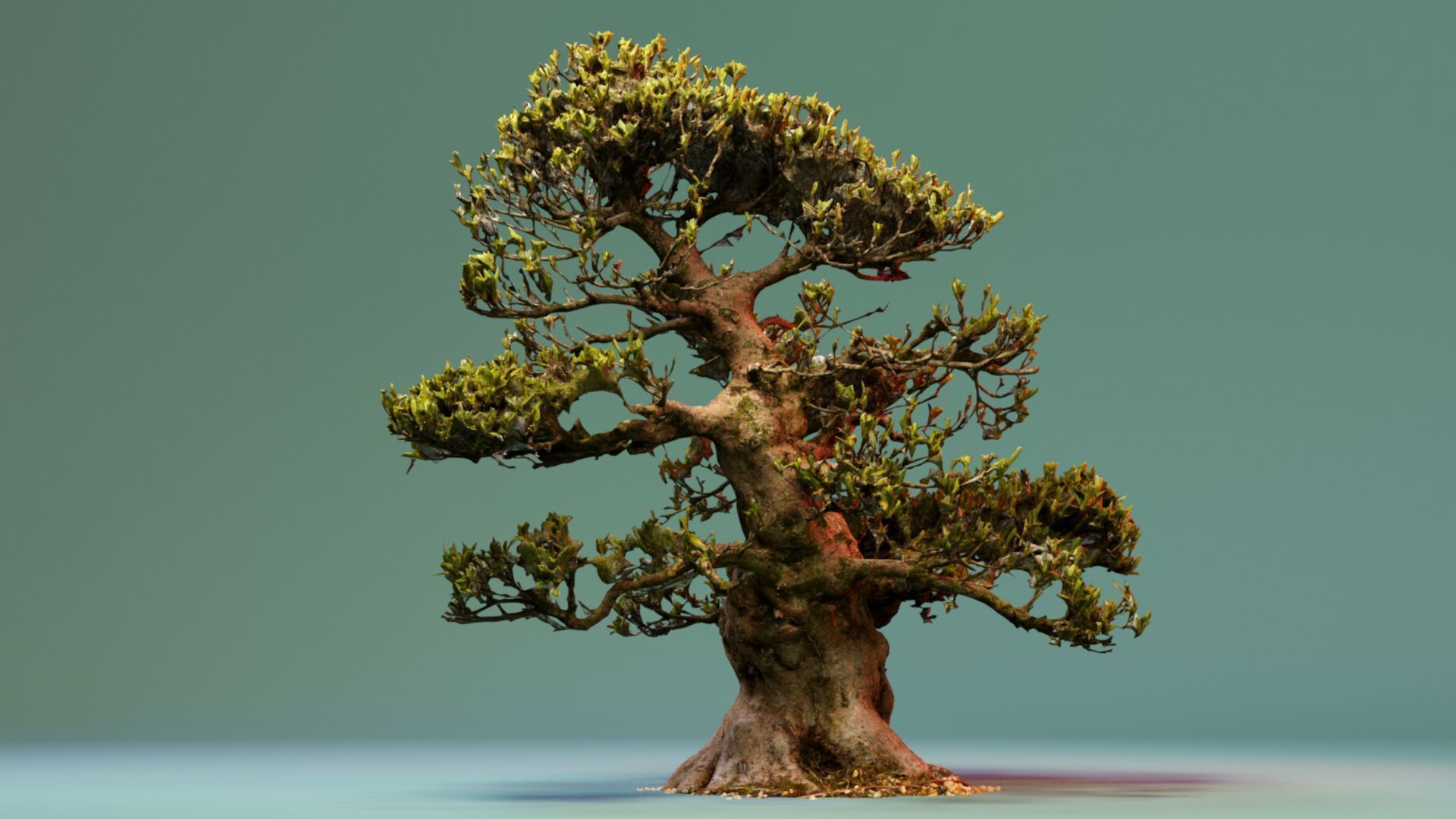 Enchanted Big Tree 4 3D model_4