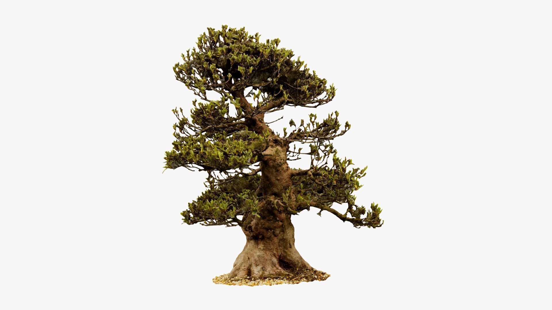 Enchanted Big Tree 4 3D model_15
