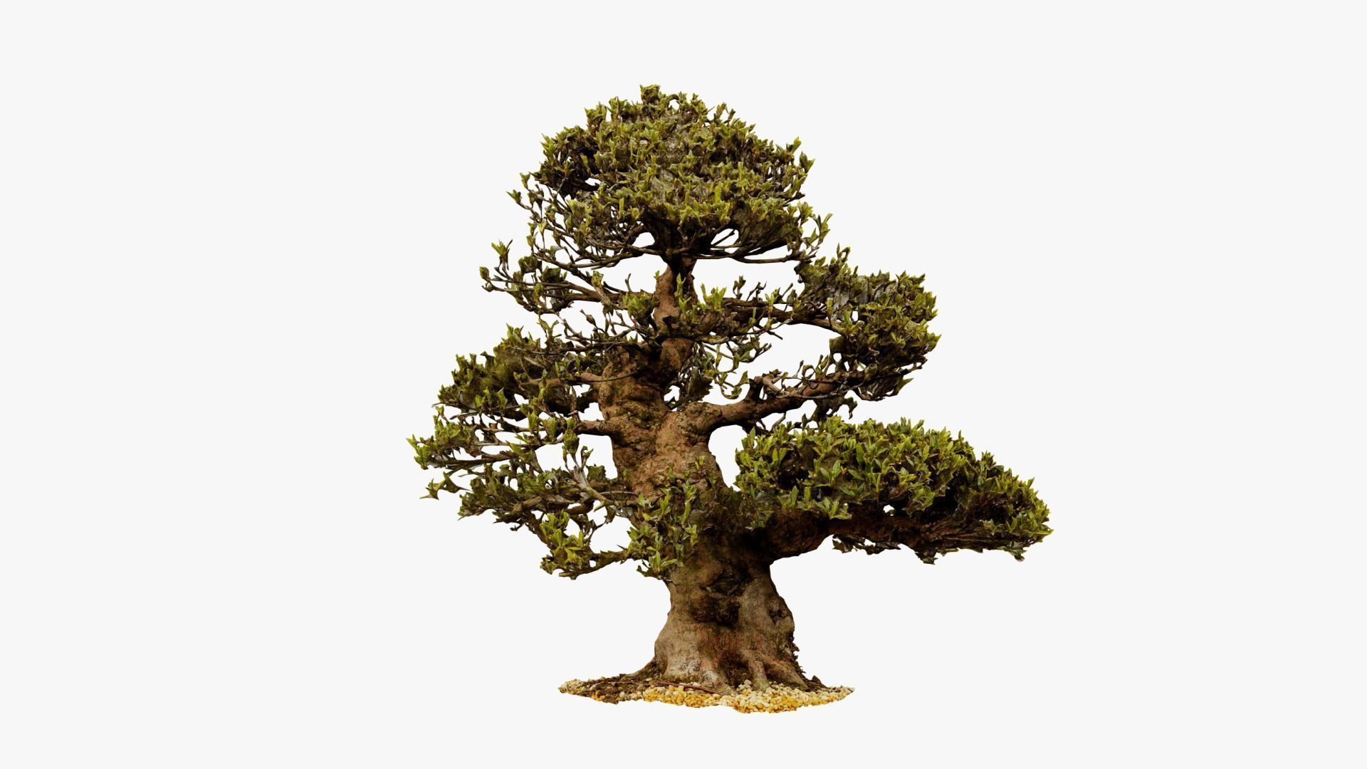 Enchanted Big Tree 4 3D model_11