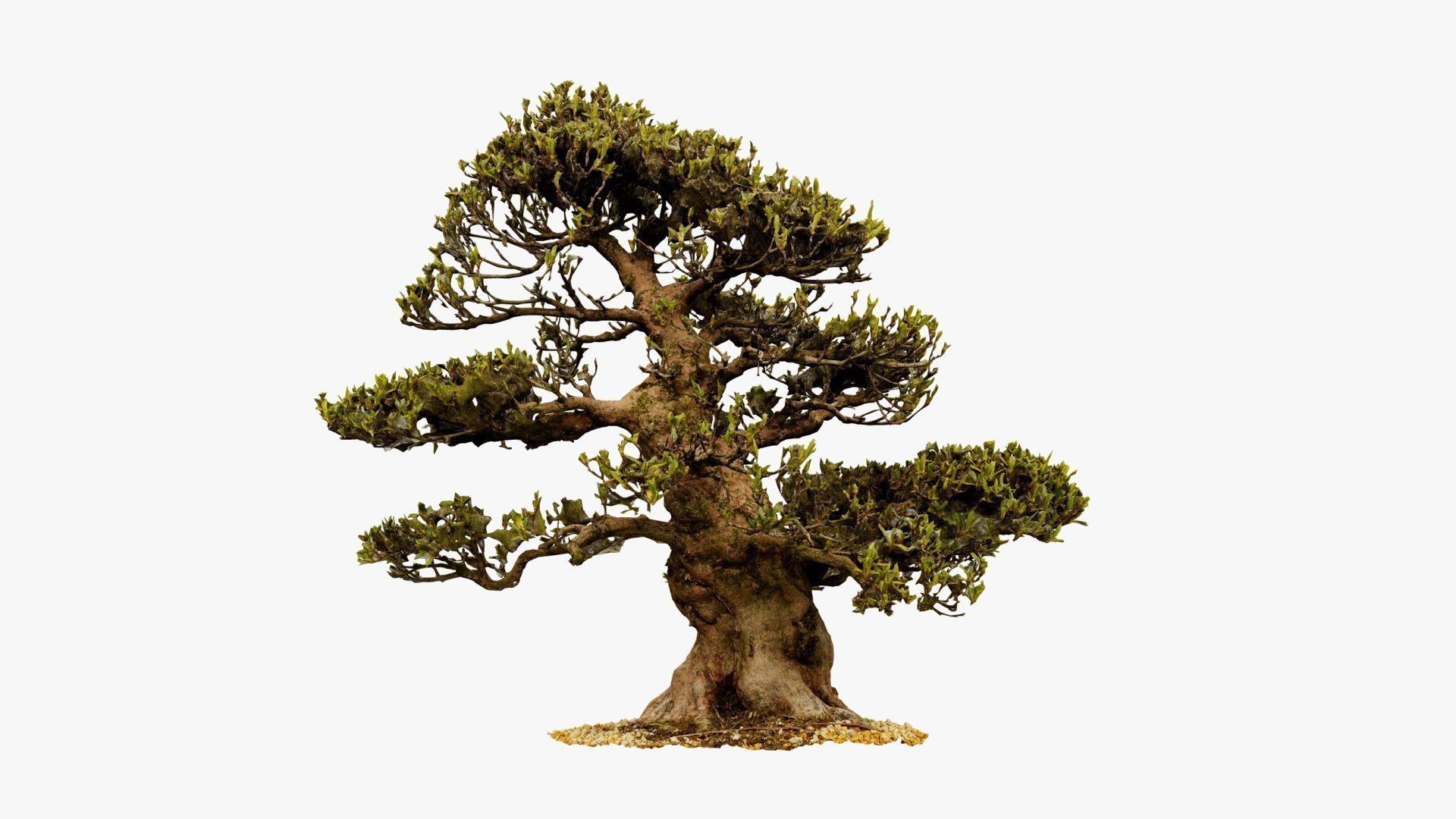 Enchanted Big Tree 4 3D model_13