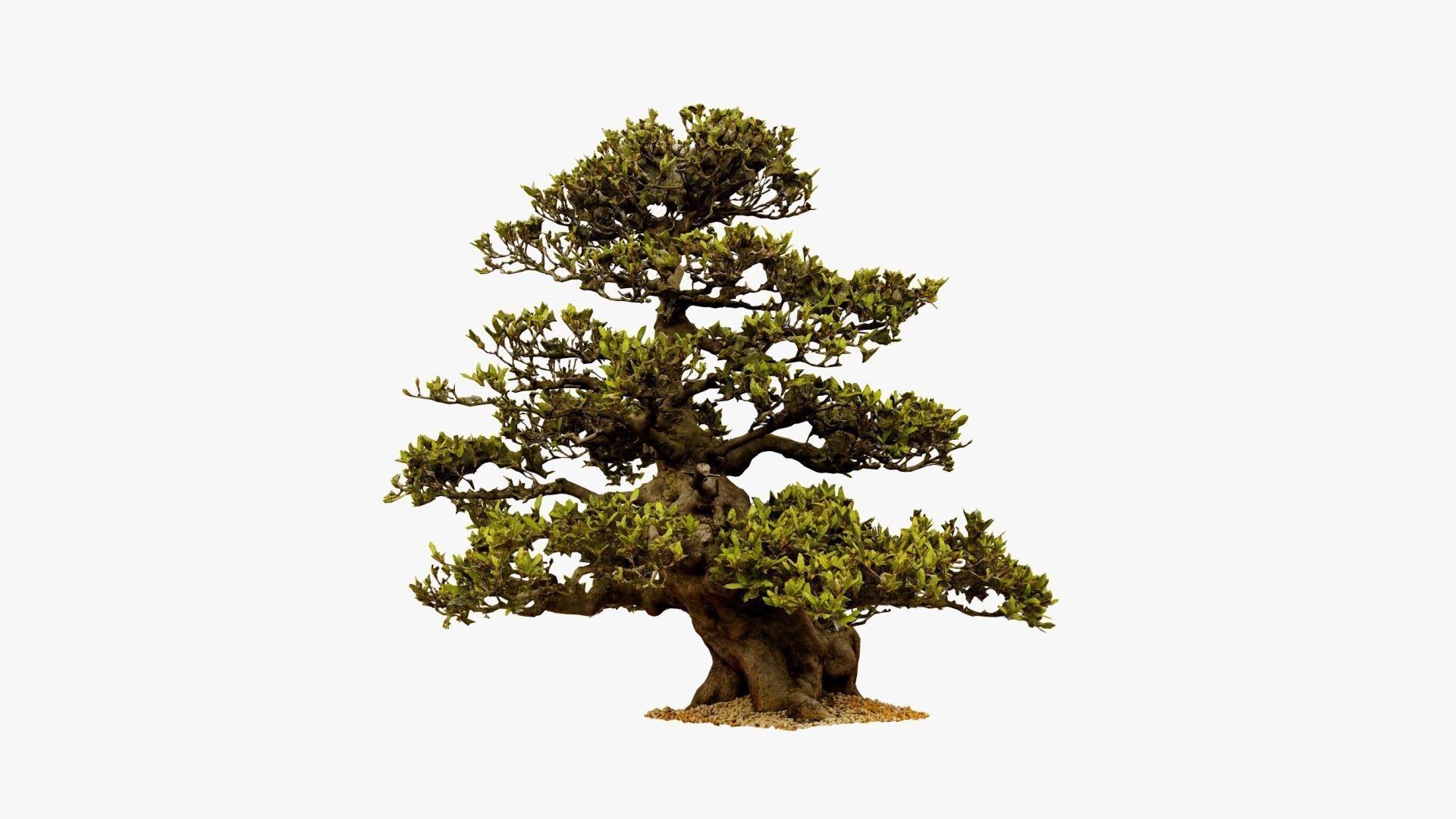 Enchanted  Big Tree 3 3D model_12