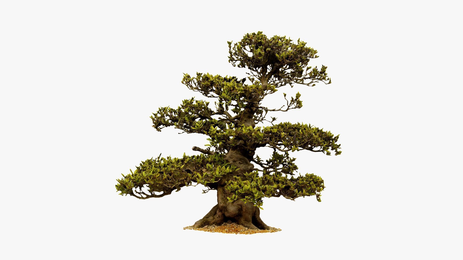 Enchanted  Big Tree 3 3D model_9