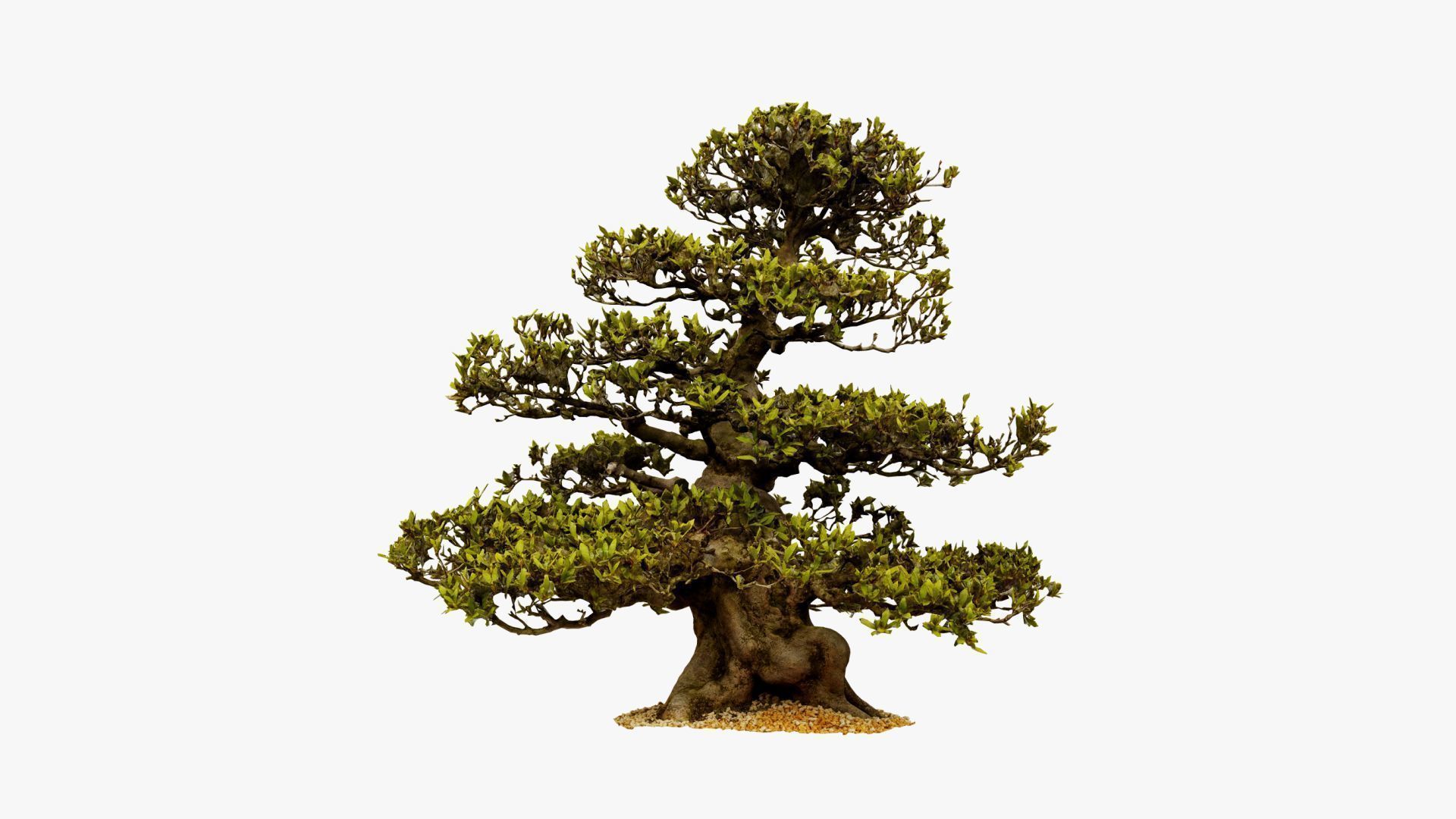 Enchanted  Big Tree 3 3D model_10