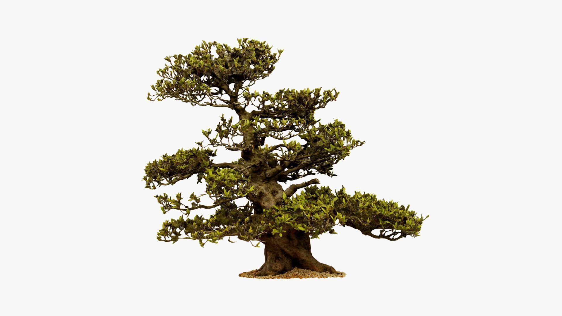 Enchanted  Big Tree 3 3D model_14