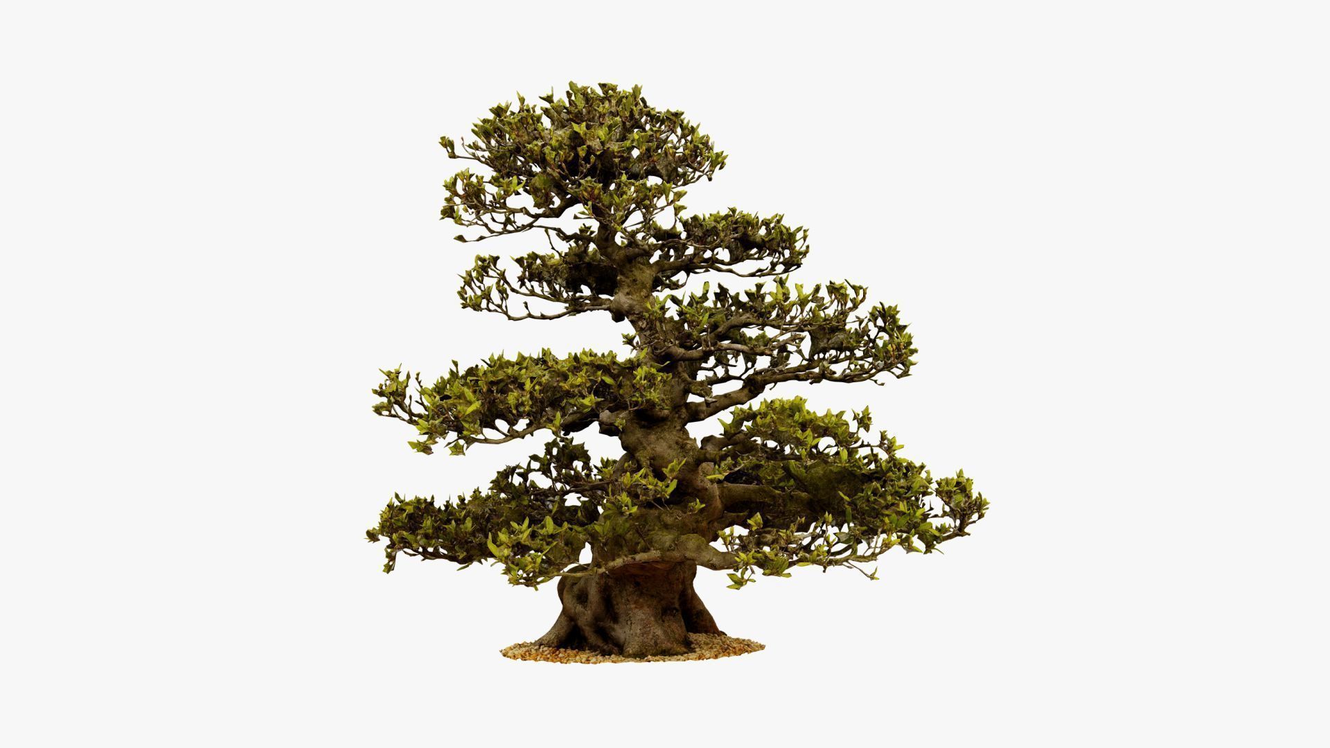 Enchanted  Big Tree 3 3D model_16