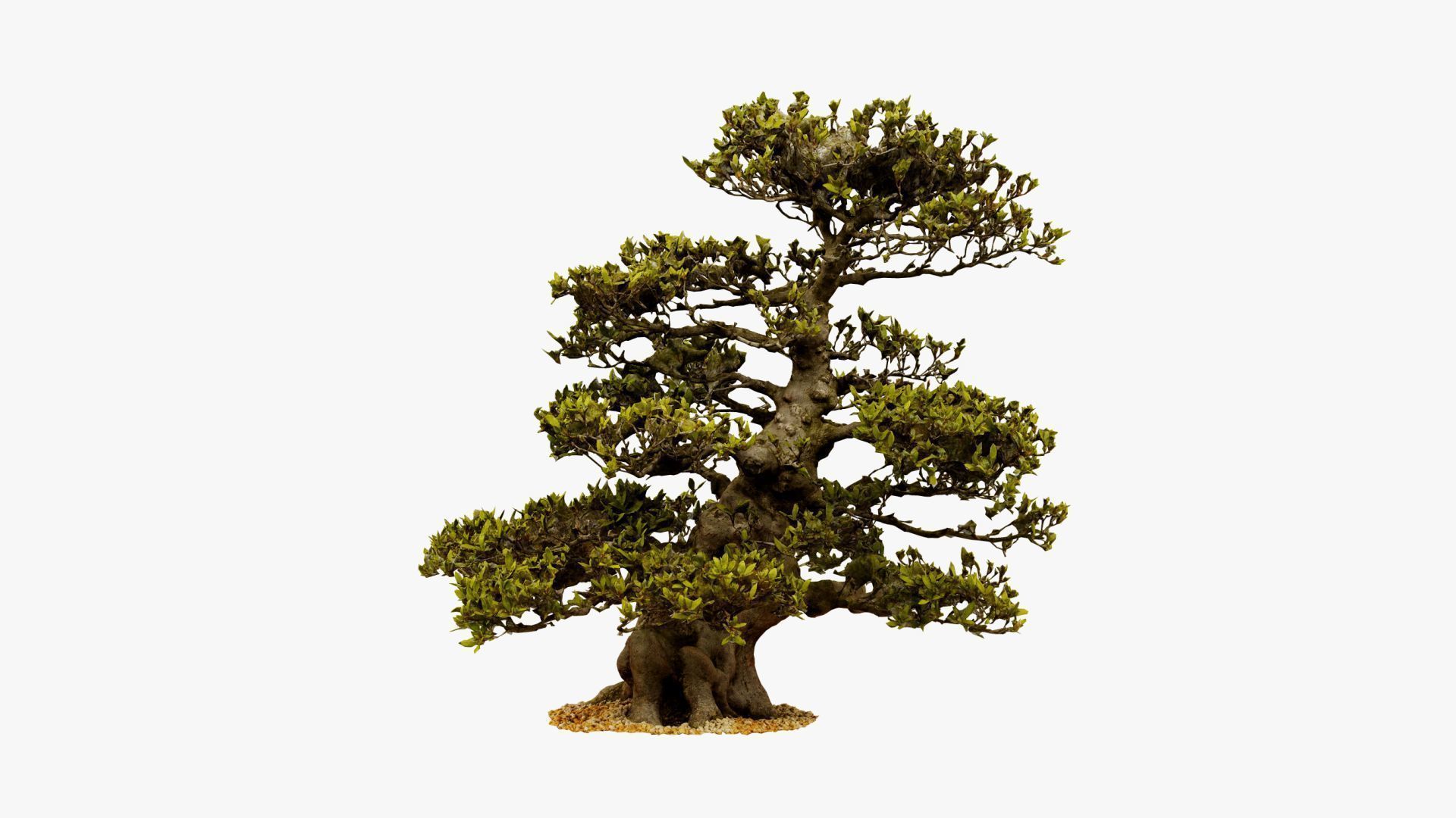 Enchanted  Big Tree 3 3D model_7