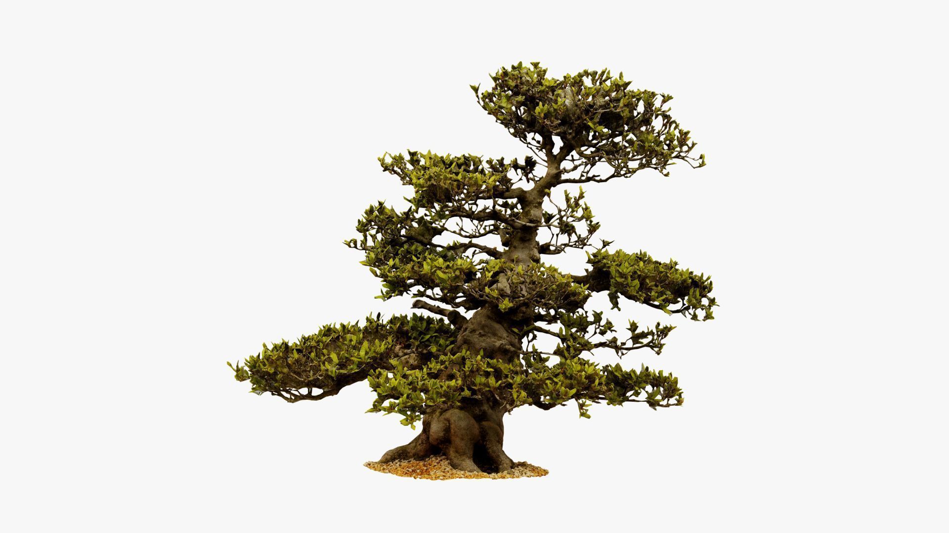 Enchanted  Big Tree 3 3D model_8