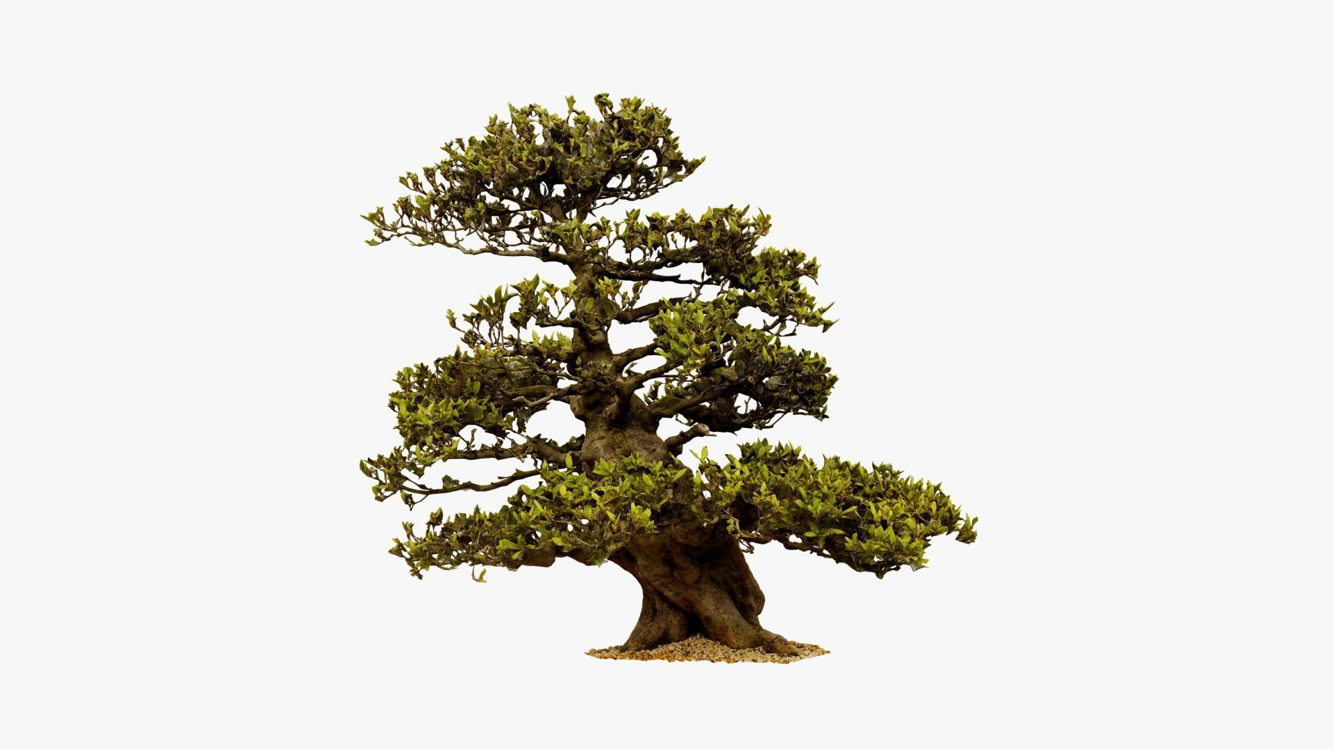 Enchanted  Big Tree 3 3D model_13