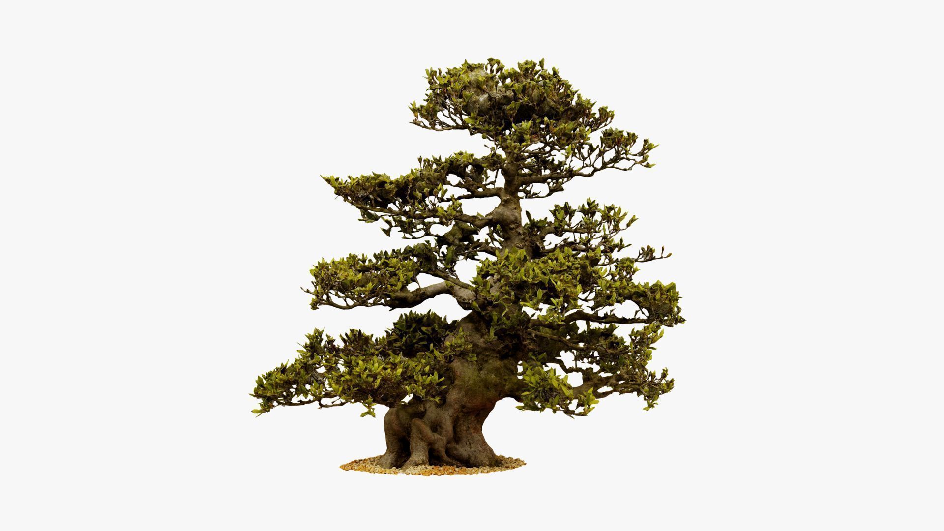 Enchanted  Big Tree 3 3D model_6