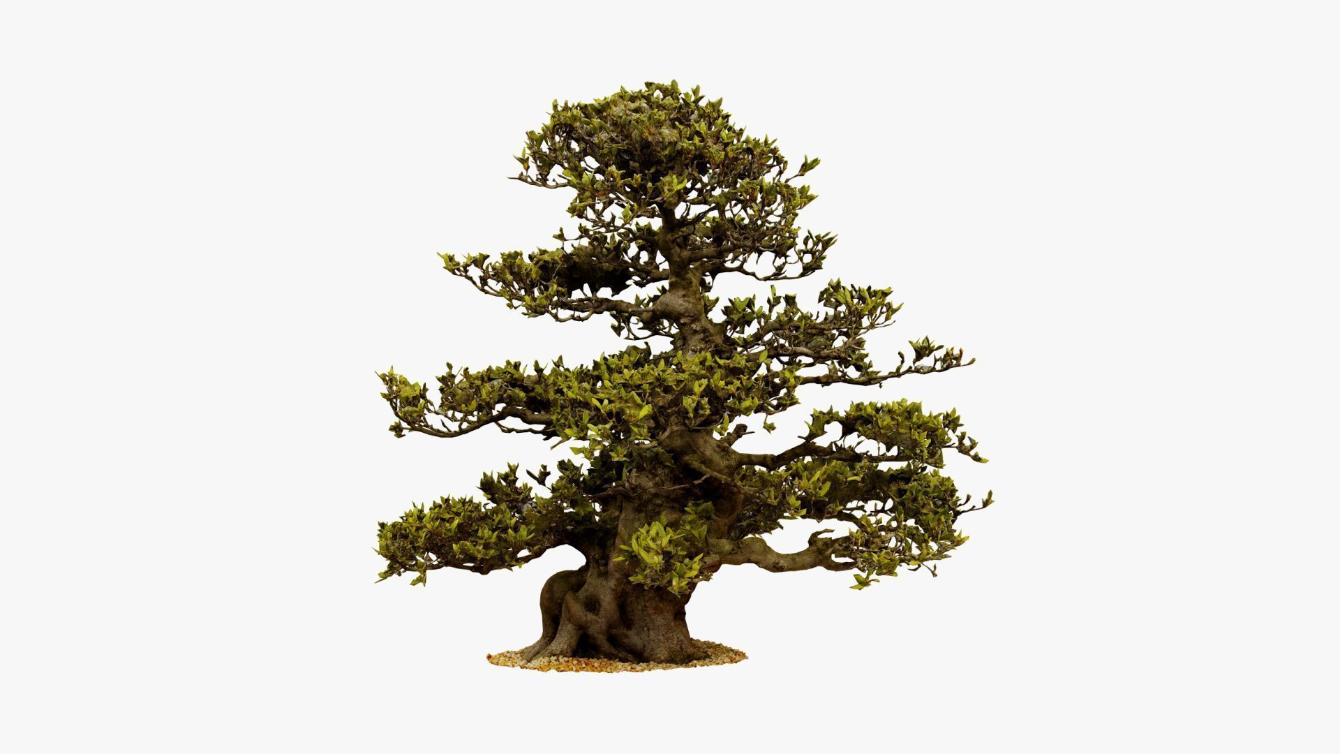 Enchanted  Big Tree 3 3D model_17