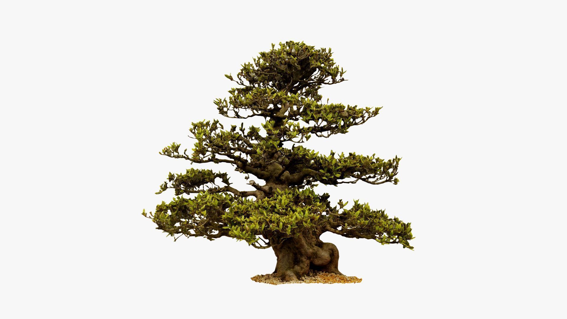 Enchanted  Big Tree 3 3D model_11