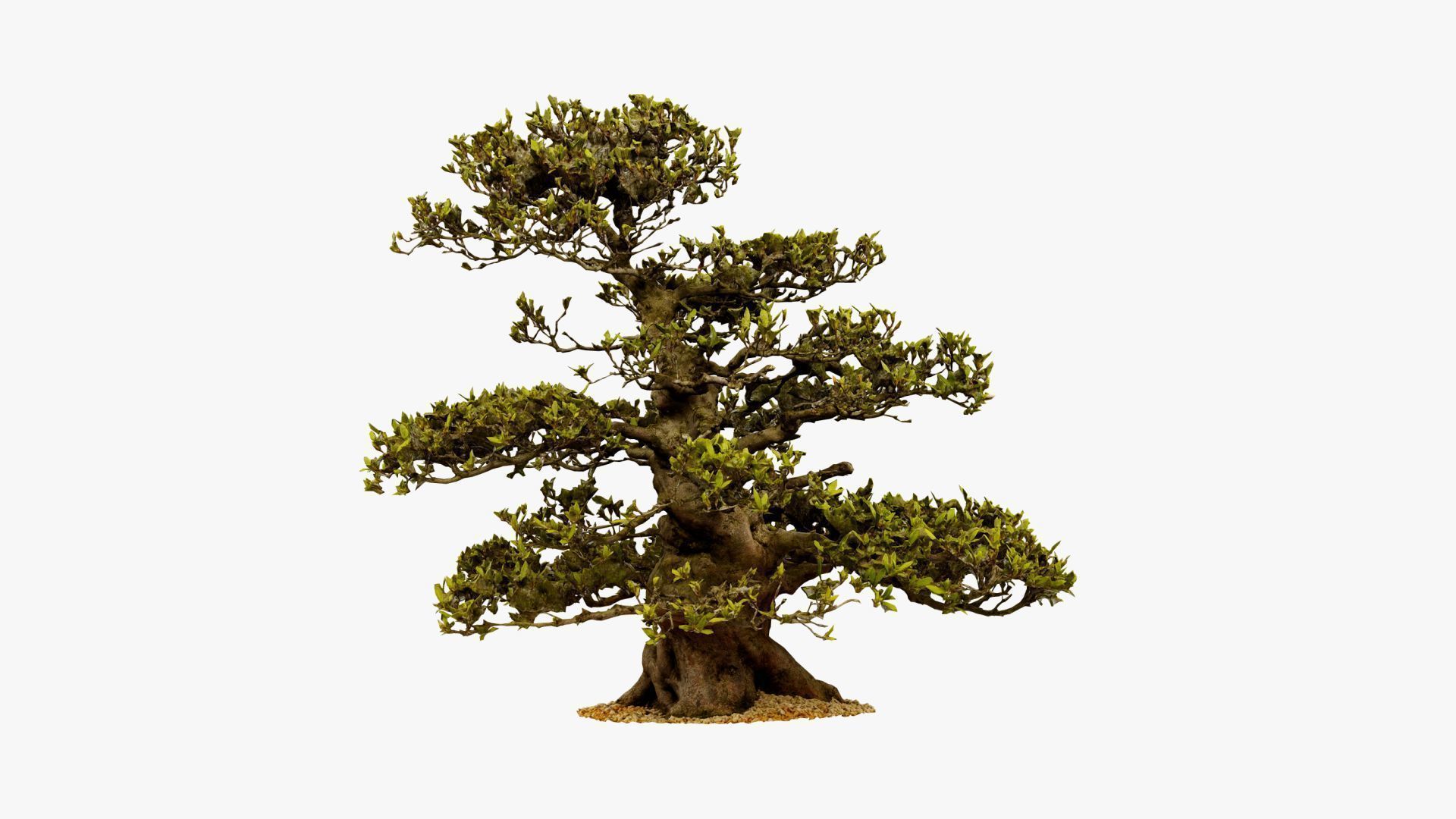 Enchanted  Big Tree 3 3D model_15