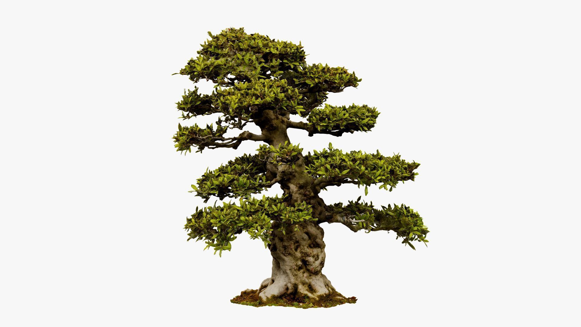 Enchanted Big Tree 1 3D model_11