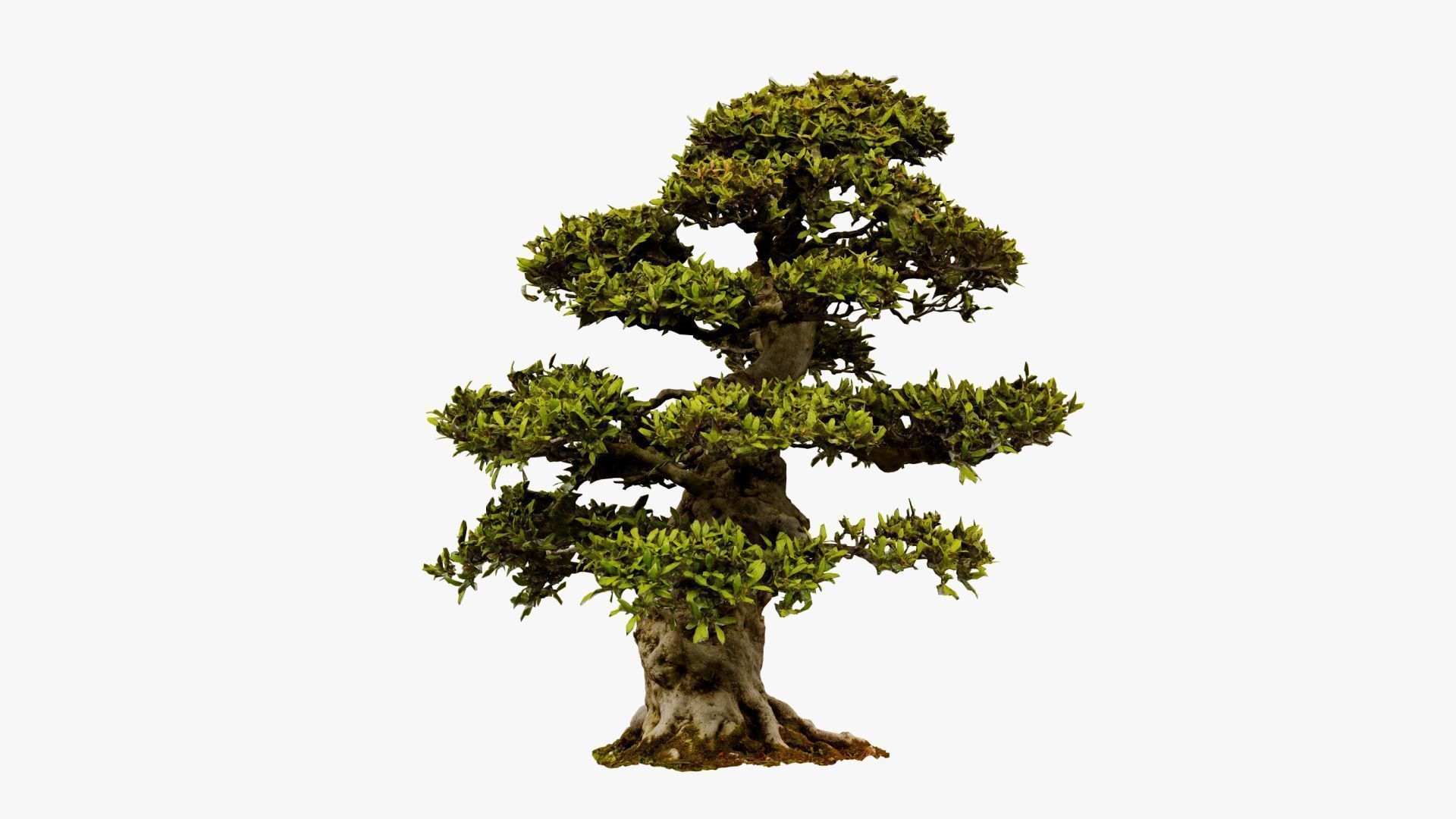 Enchanted Big Tree 1 3D model_8