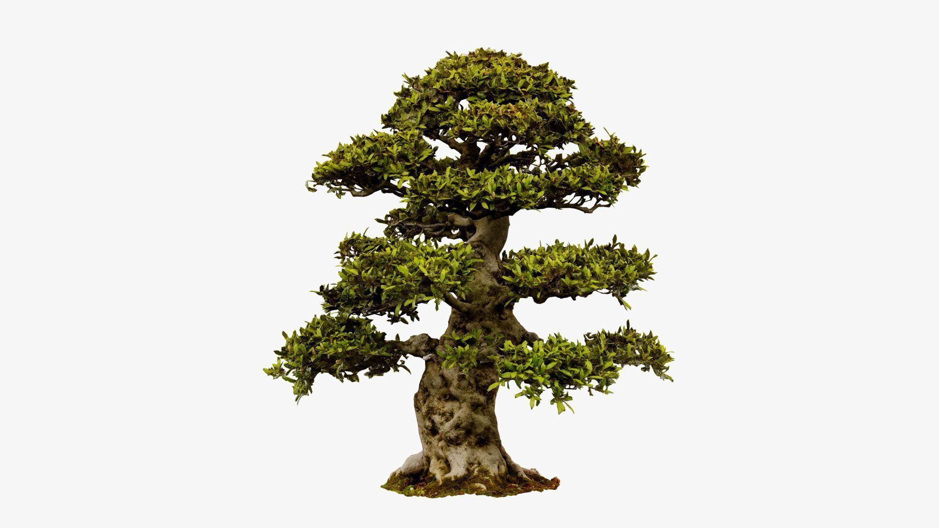 Enchanted Big Tree 1 3D model_9