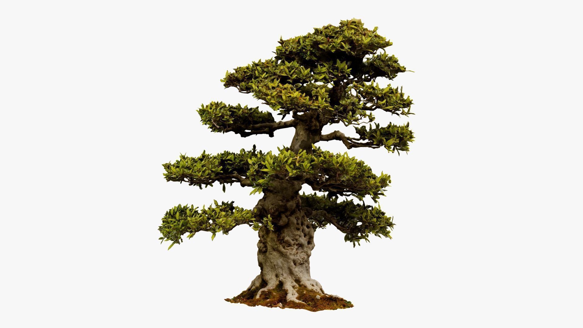 Enchanted Big Tree 1 3D model_17