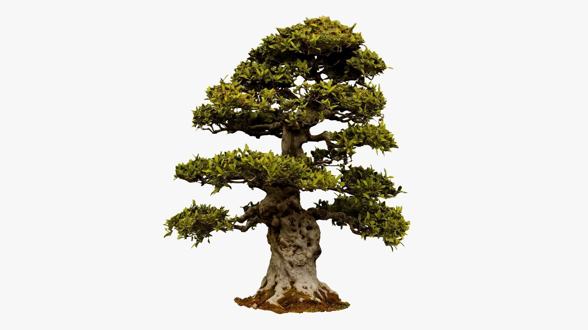 Enchanted Big Tree 1 3D model_16