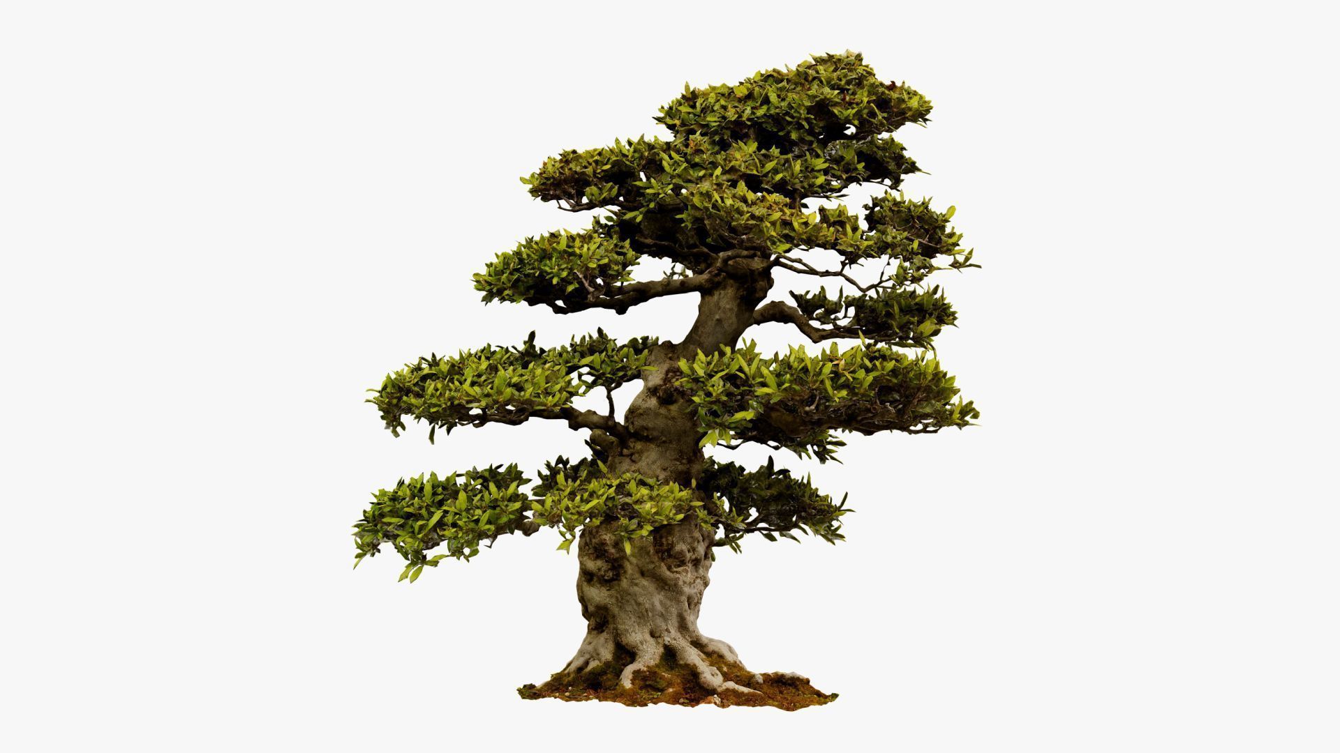 Enchanted Big Tree 1 3D model_6