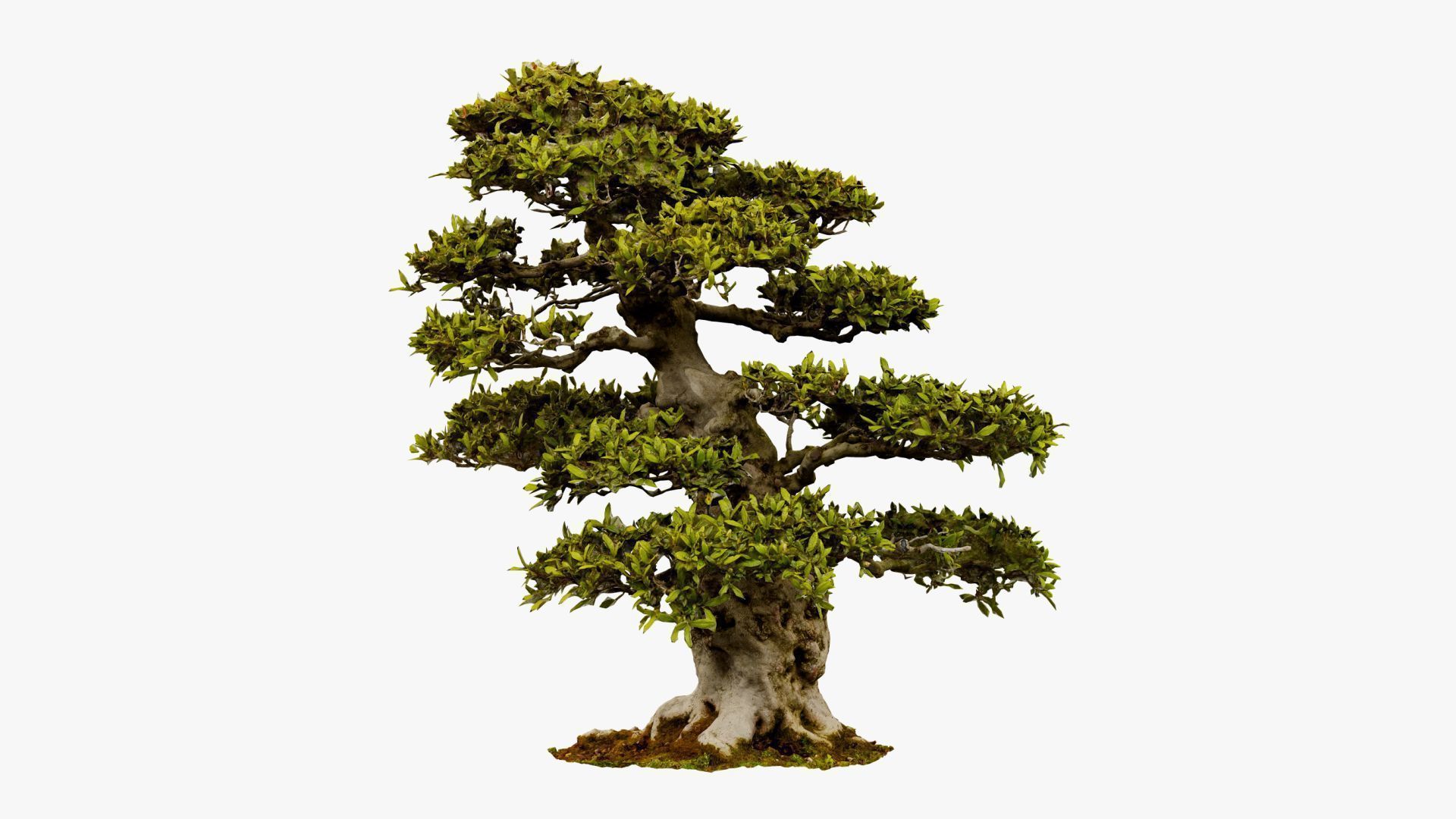 Enchanted Big Tree 1 3D model_12