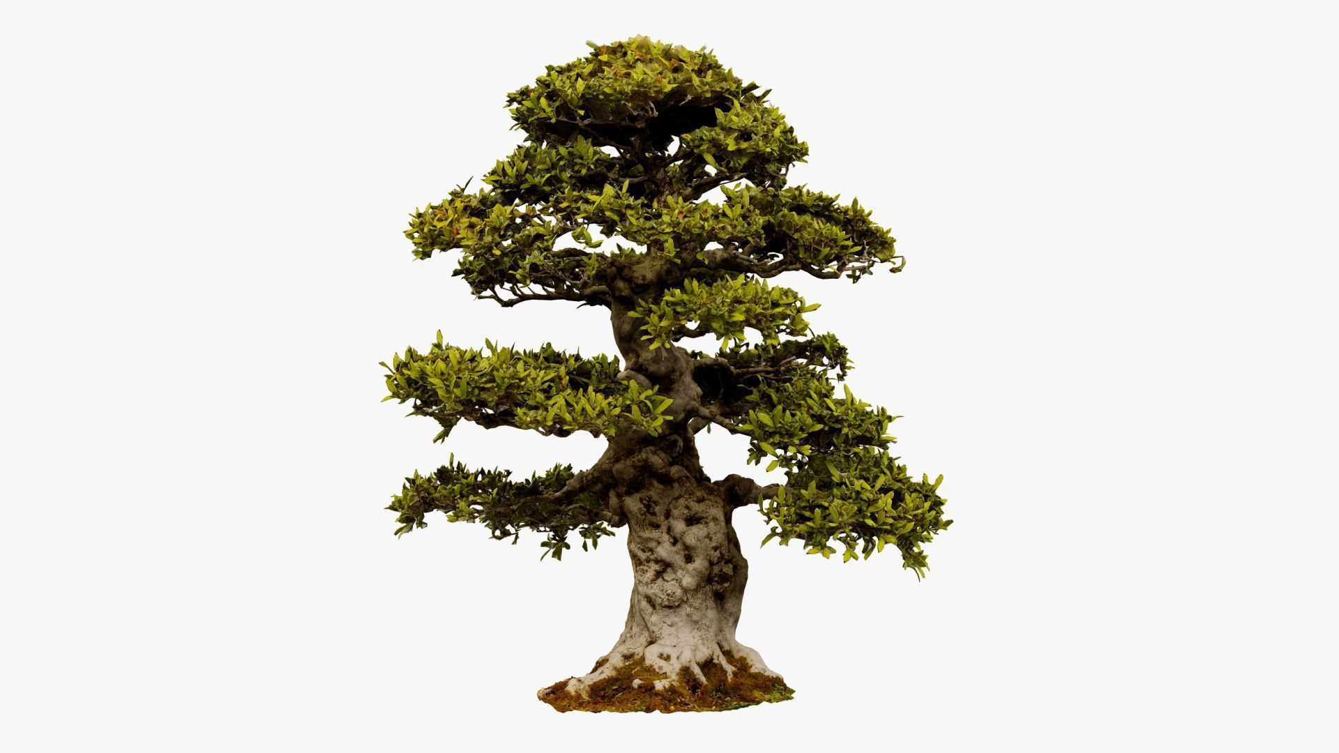 Enchanted Big Tree 1 3D model_15