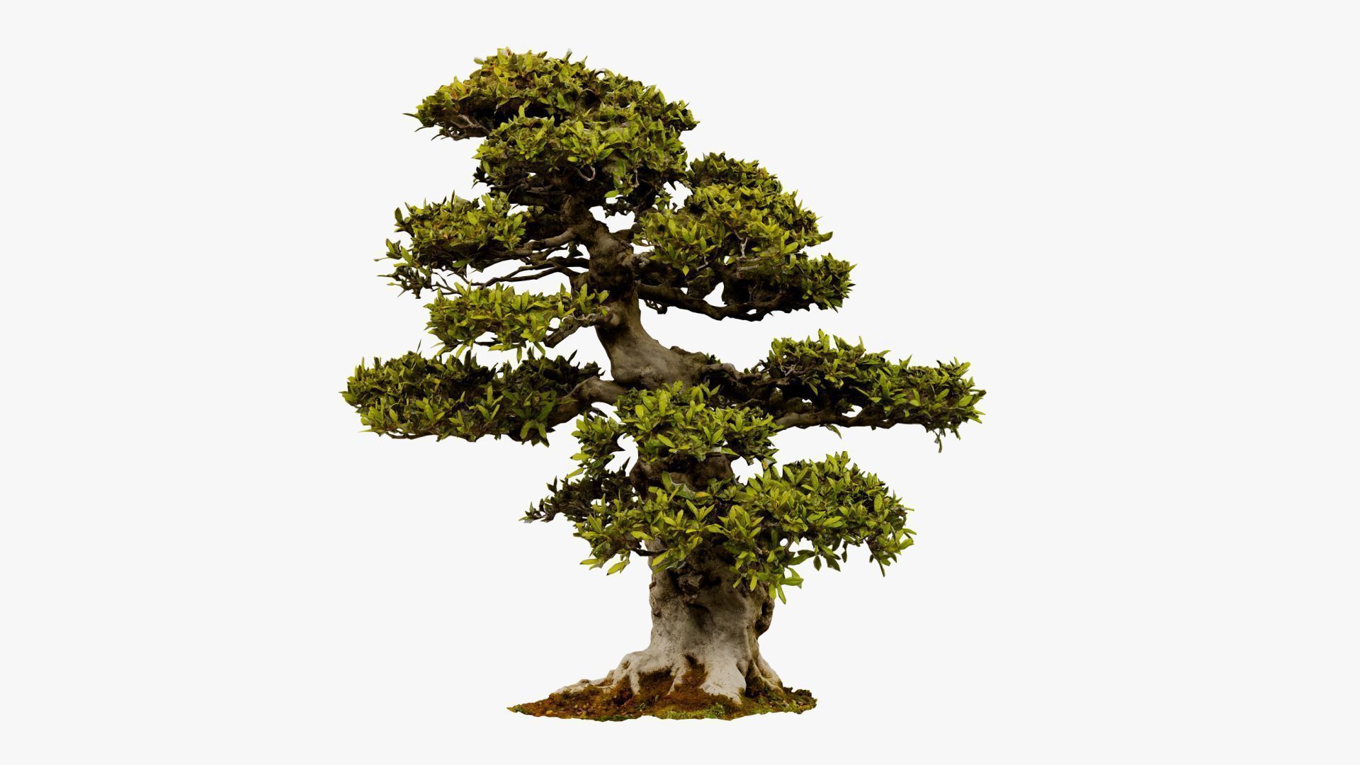 Enchanted Big Tree 1 3D model_13