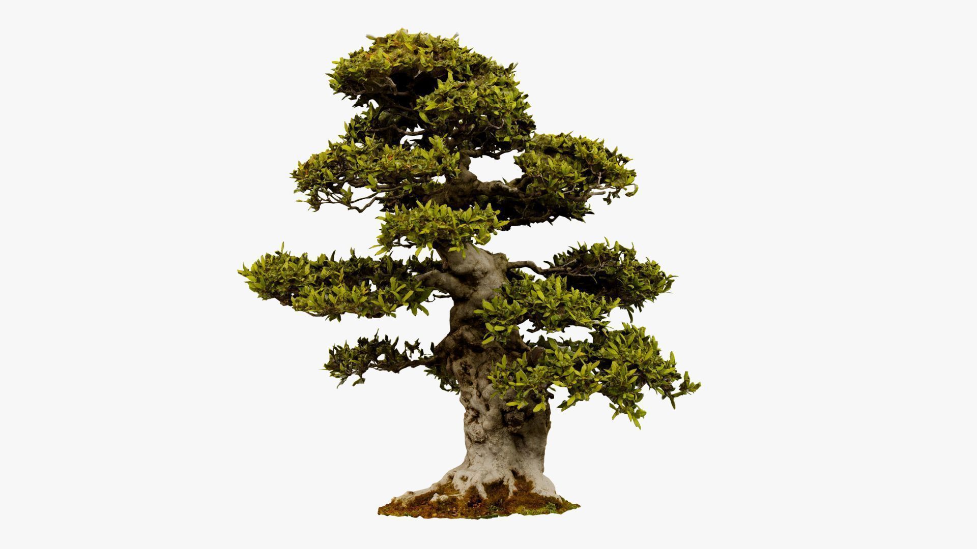 Enchanted Big Tree 1 3D model_14