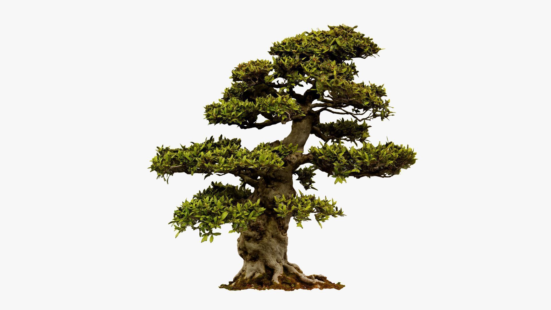 Enchanted Big Tree 1 3D model_7