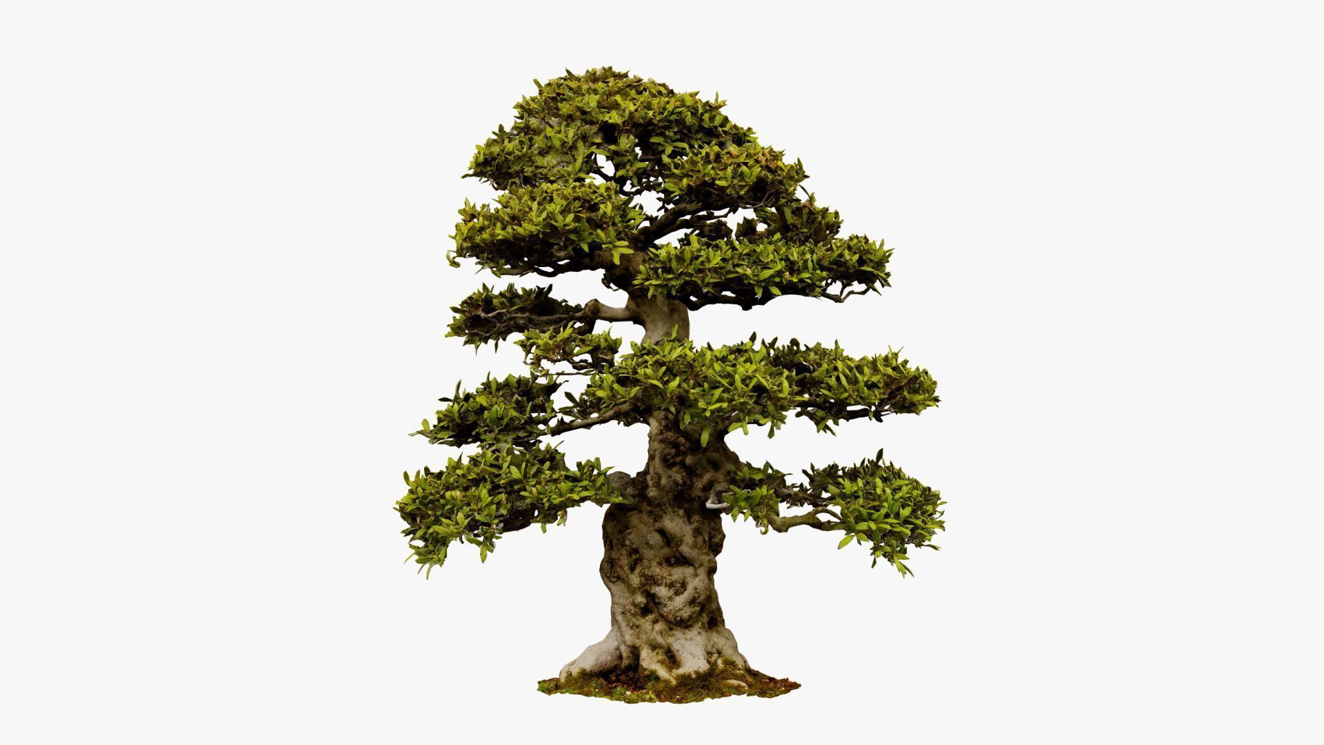 Enchanted Big Tree 1 3D model_10