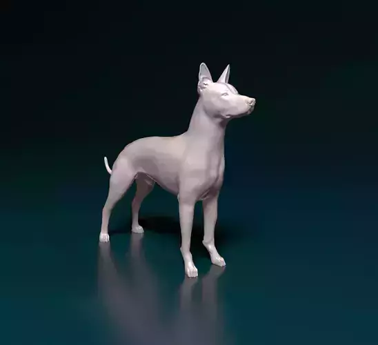 Xoloitzcuintle dog