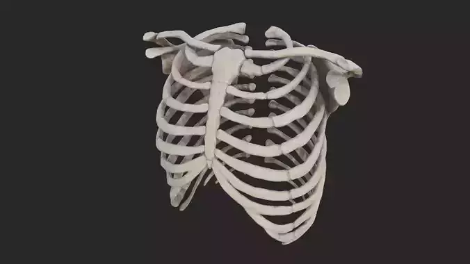 Thorax skeleton chest