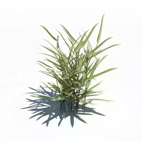 Phalaris Arundinacea Plant