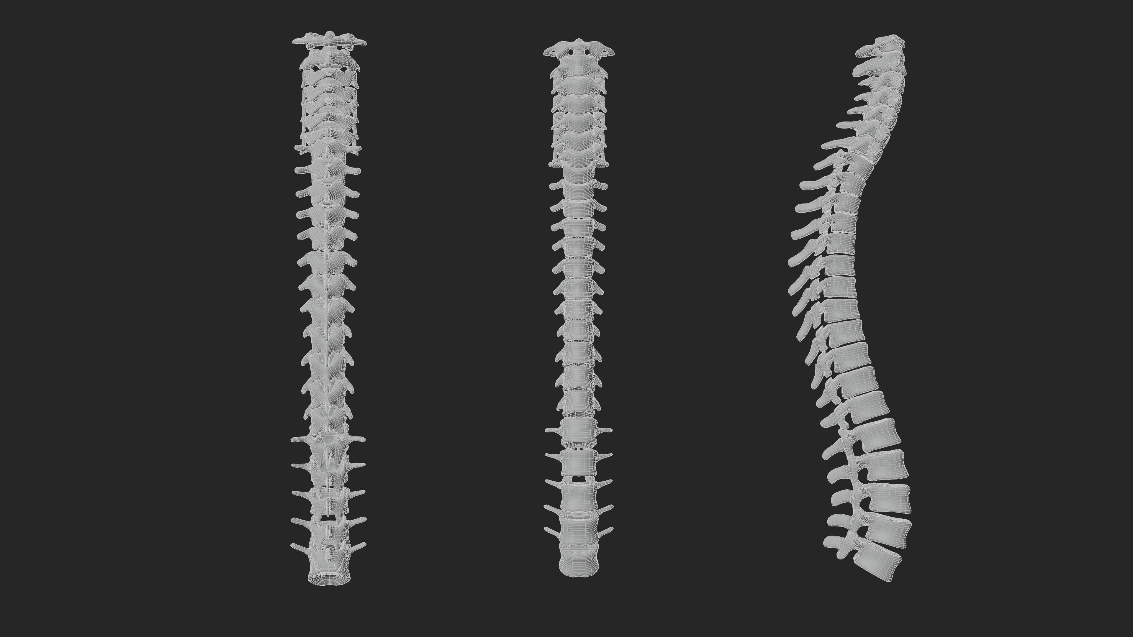 Vertebrea vertebrae of human spine Low-poly 3D model_1