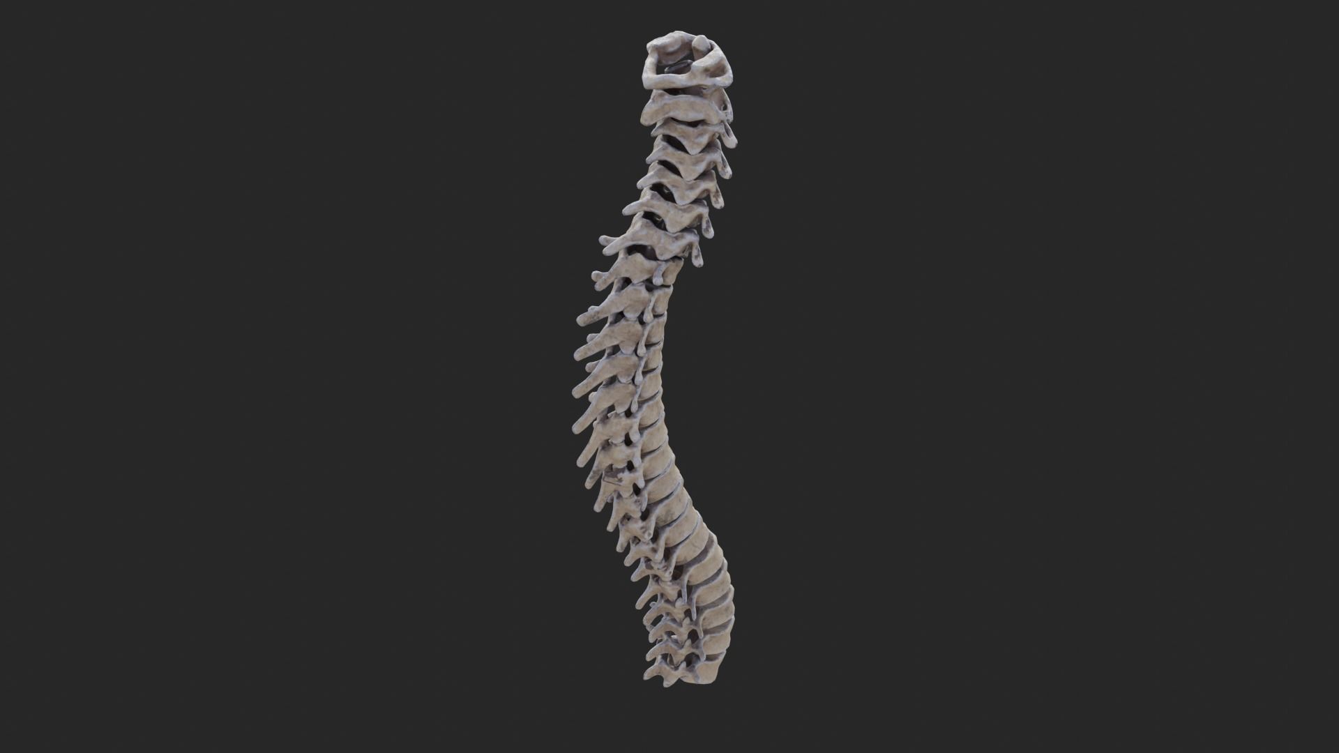 Vertebrea vertebrae of human spine Low-poly 3D model_4