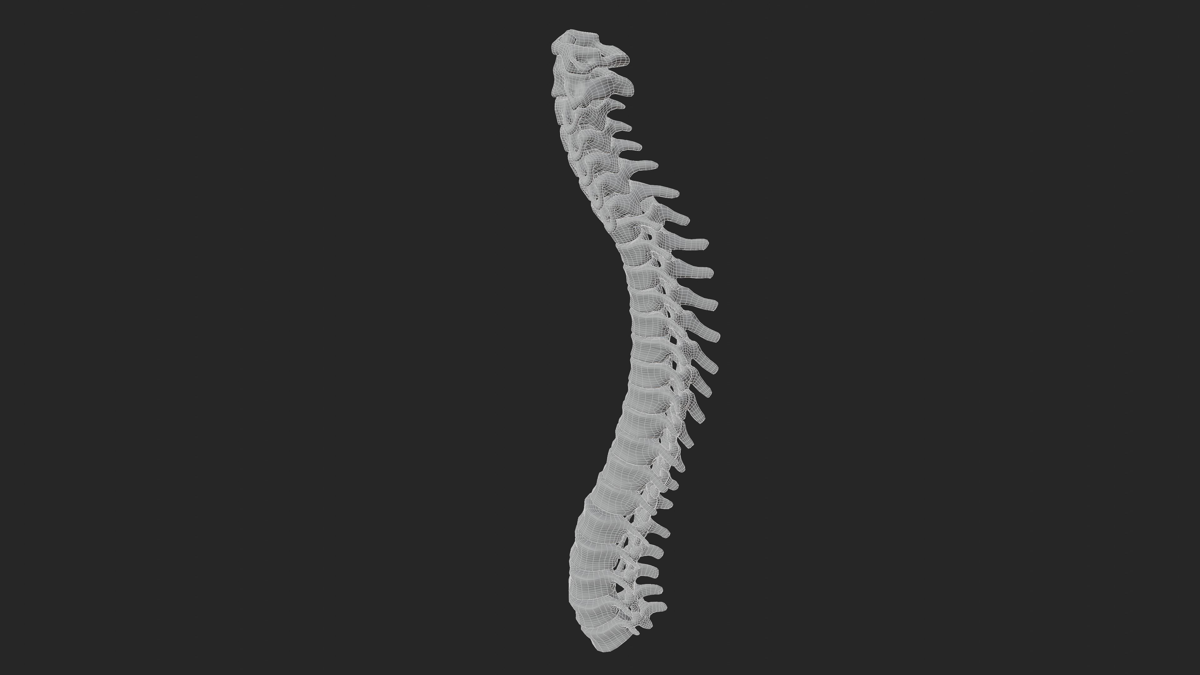 Vertebrea vertebrae of human spine Low-poly 3D model_3