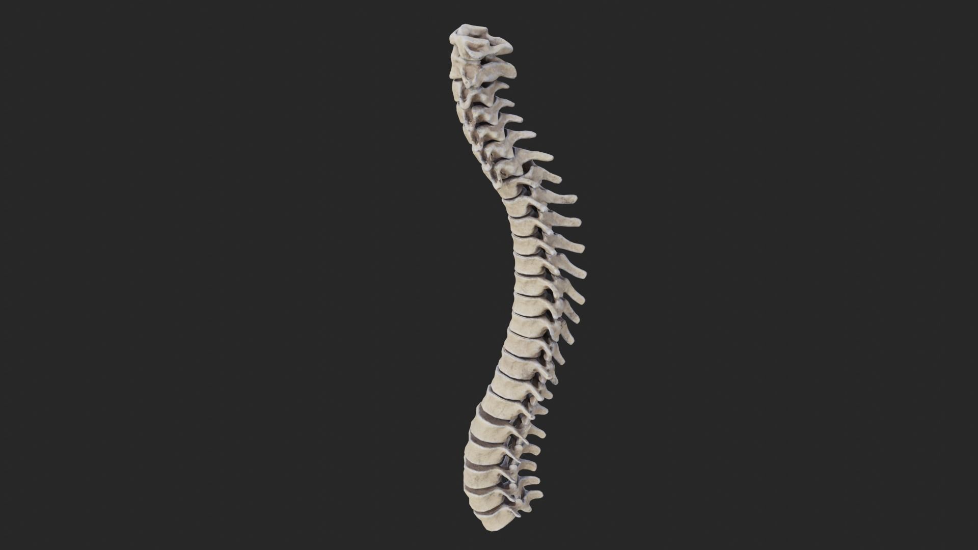 Vertebrea vertebrae of human spine Low-poly 3D model_2