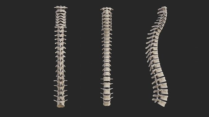 Vertebrea vertebrae of human spine Low-poly 3D model