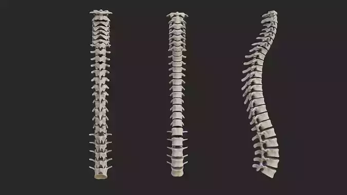 Vertebrea vertebrae of human spine