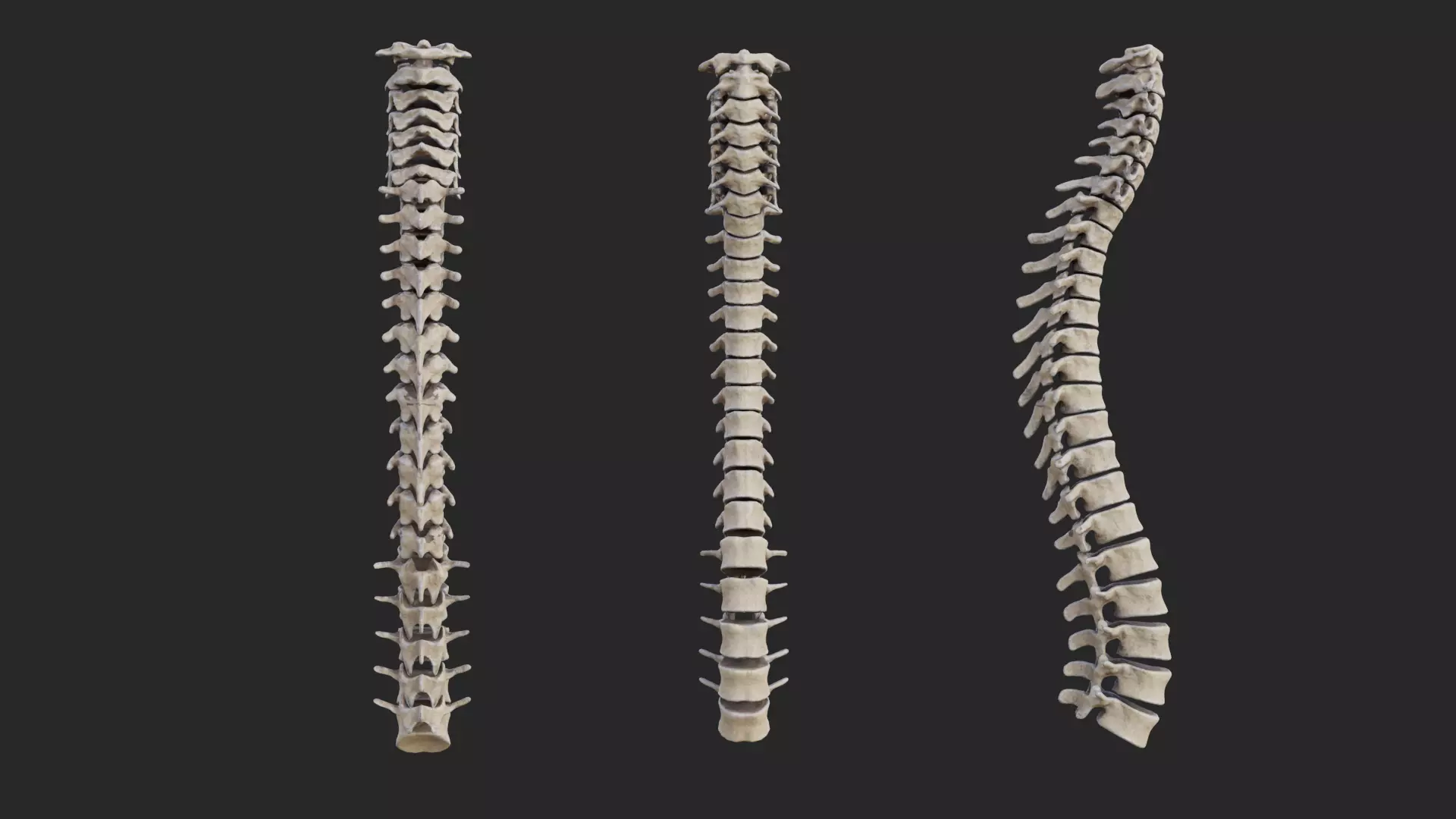 Vertebrea vertebrae of human spine Low-poly 3D model_0