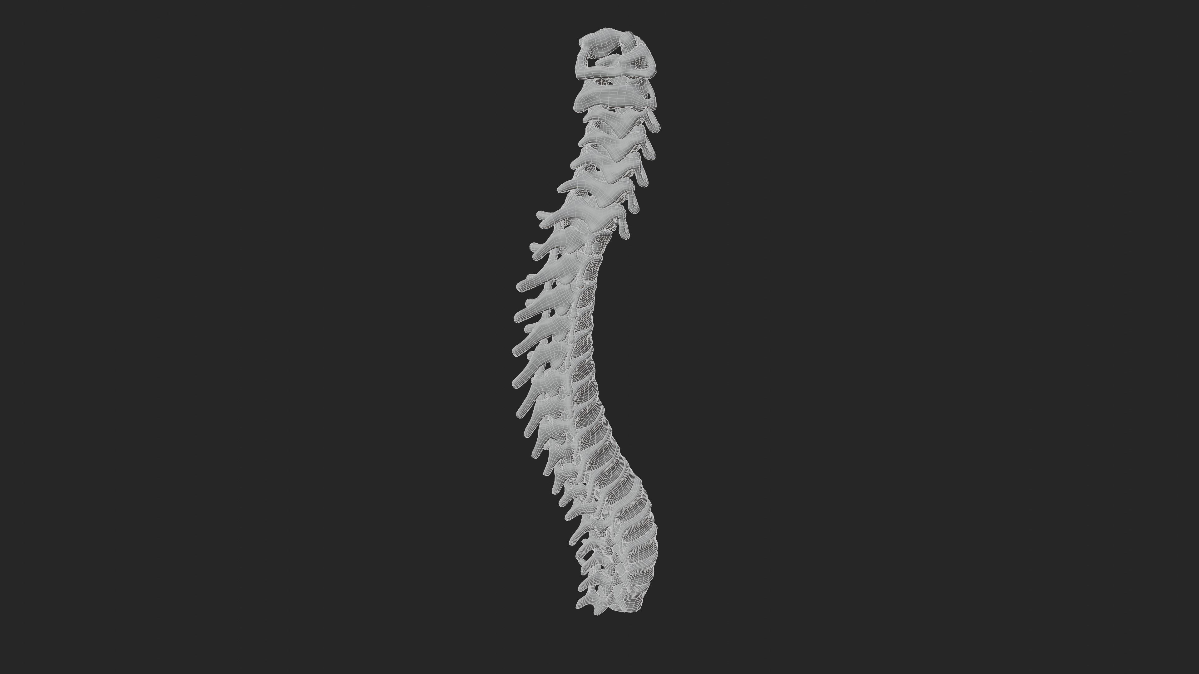 Vertebrea vertebrae of human spine Low-poly 3D model_5