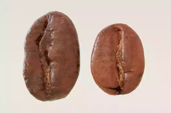 Photoscanned Realistic Coffee Bean