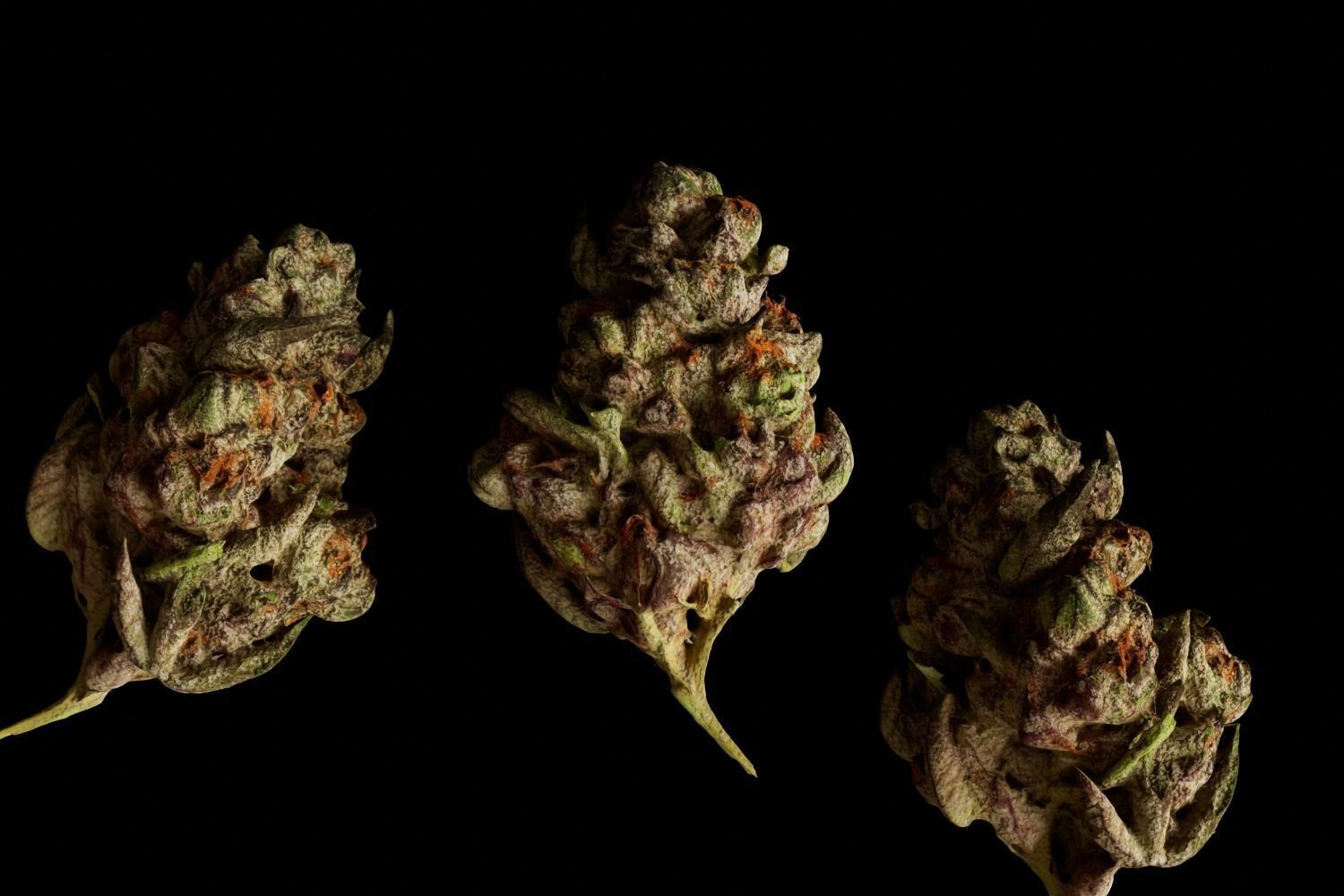 Realistic Cannabis Bud 01 3D model_5