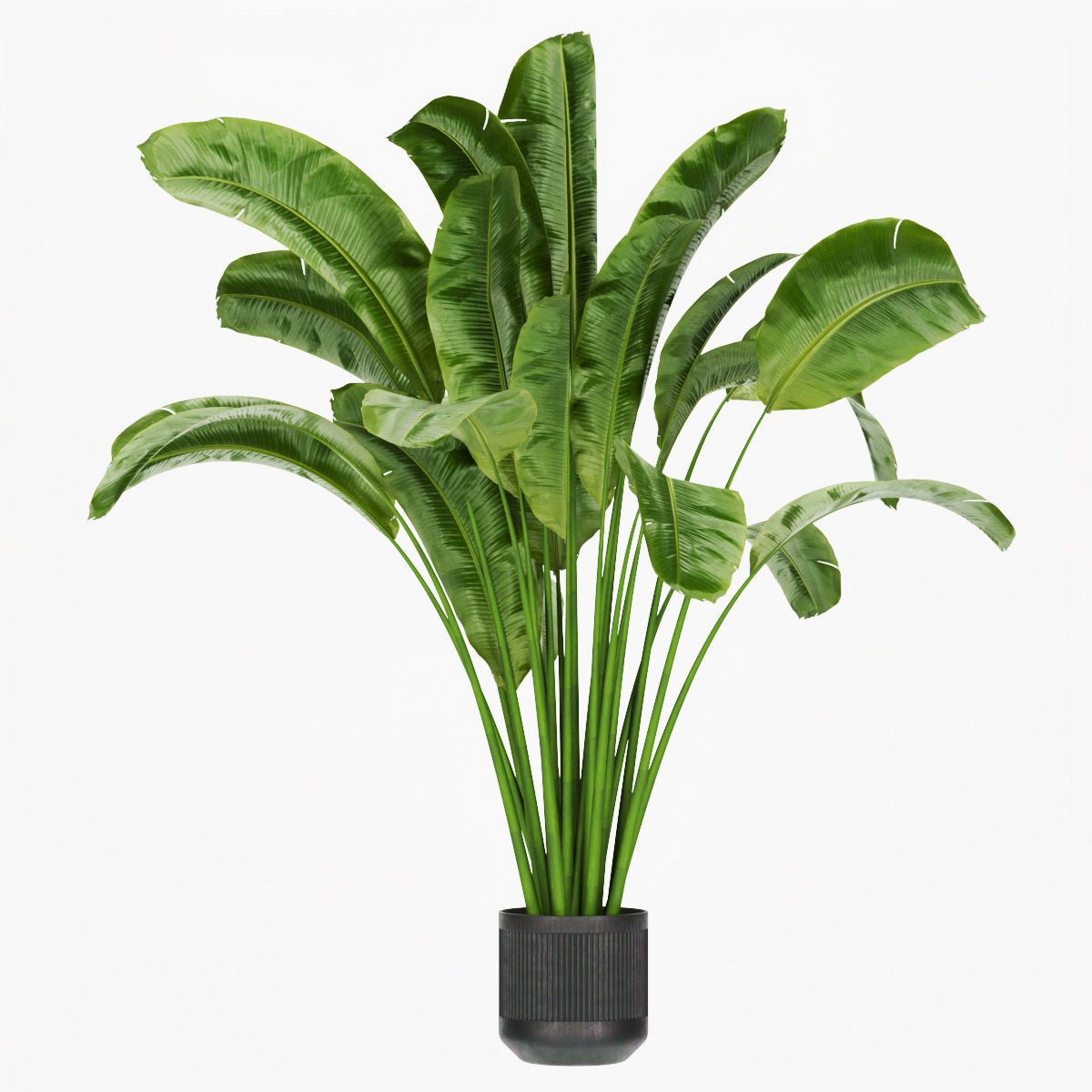 Collection plant vol 328 - indoor - banana - leaf 3D model_1