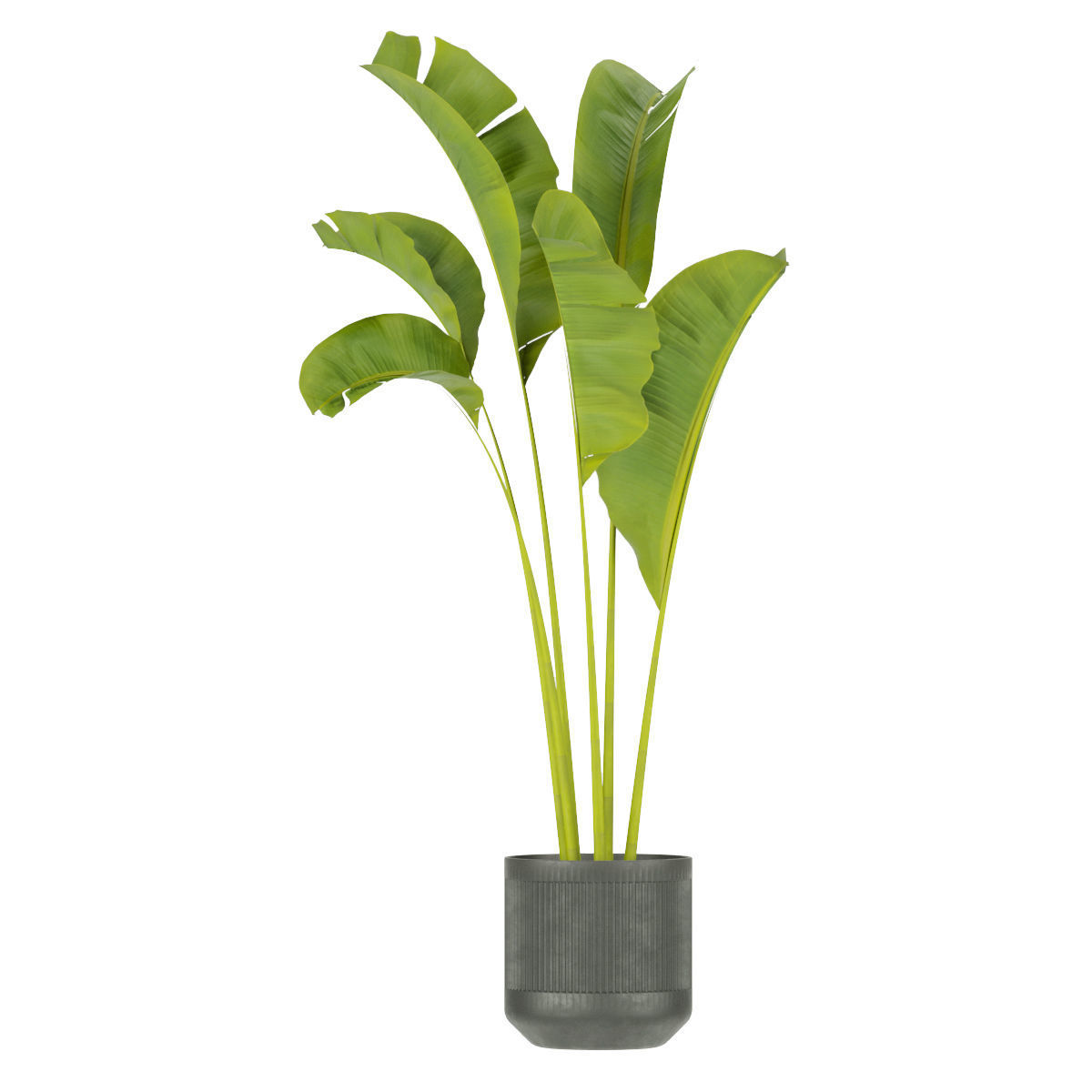 Collection plant vol 328 - indoor - banana - leaf 3D model_4