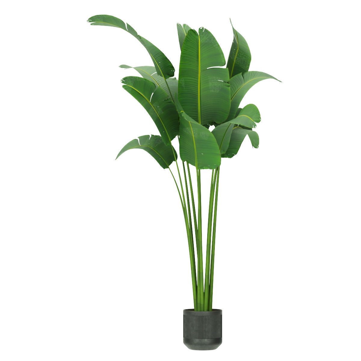 Collection plant vol 328 - indoor - banana - leaf 3D model_3