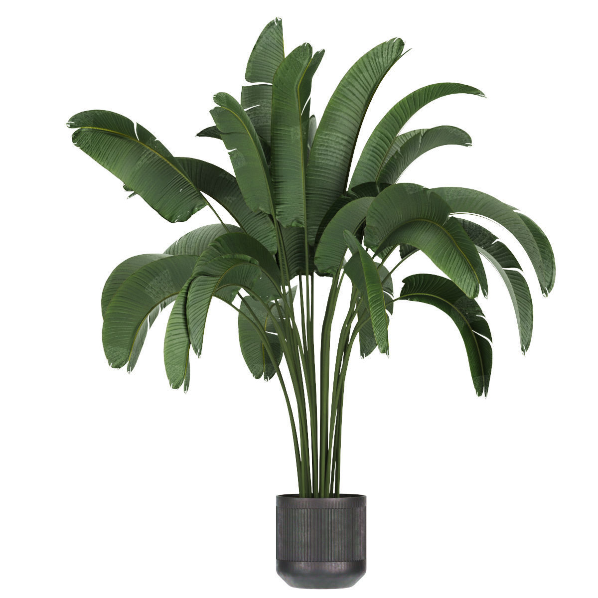 Collection plant vol 328 - indoor - banana - leaf 3D model_2