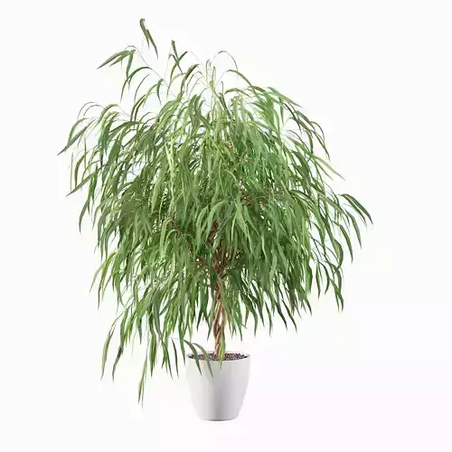 Ficus Ali 03
