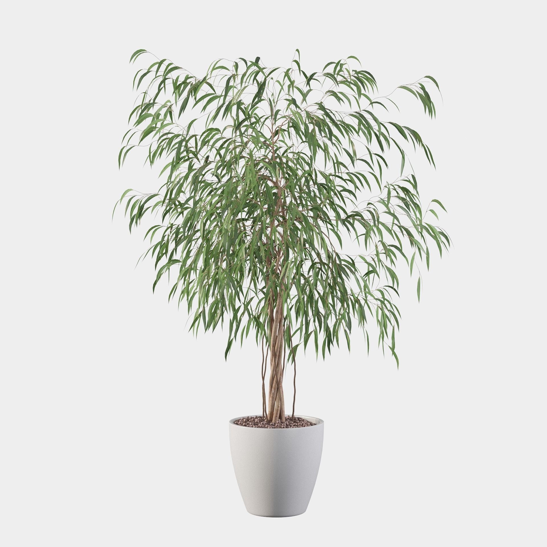 Ficus Ali 3D model_52